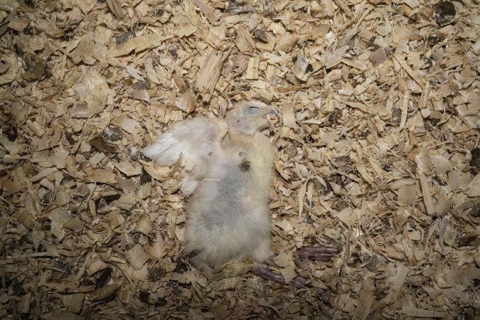 Dead turkey poult found in shed