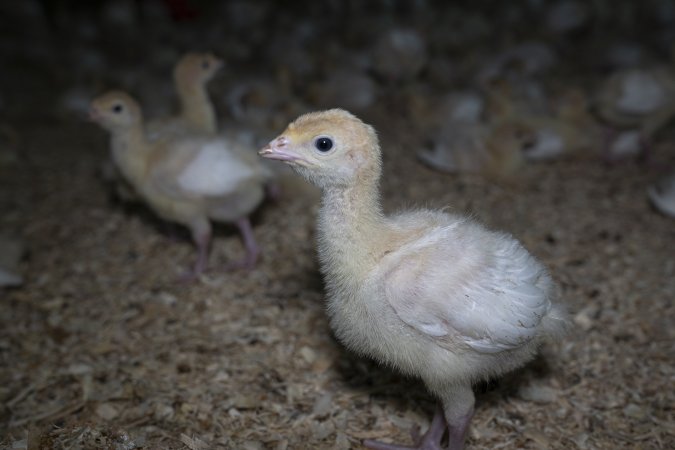 Two week old turkey poult