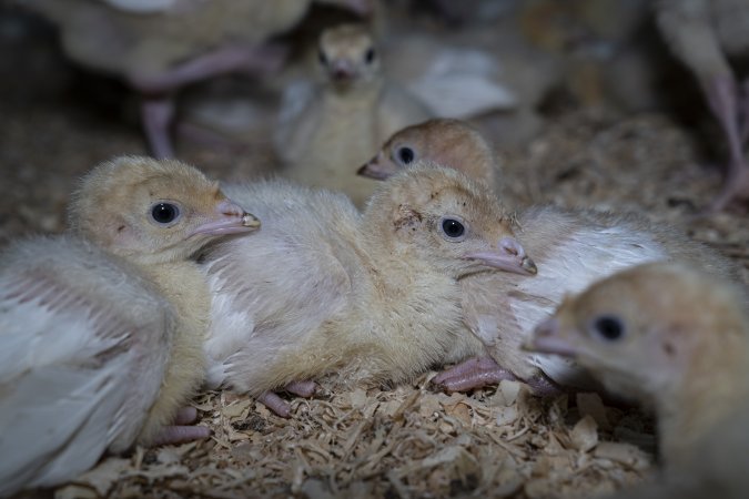 Turkey poults huddled together