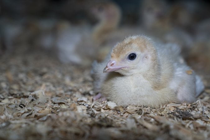 Turkey poult