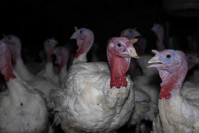 Turkeys close to slaughter age