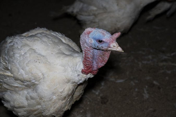 Turkey close to slaughter age