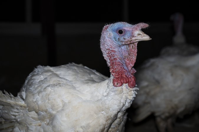 Turkey close to slaughter age