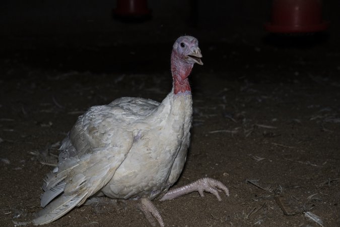 Turkey suffering leg injuries