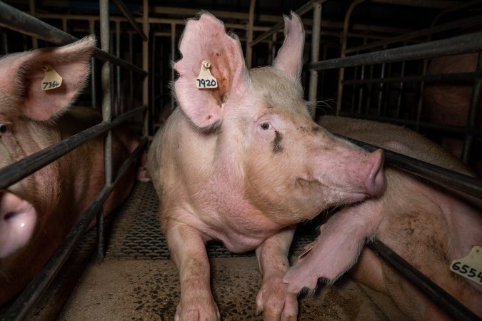 Trapped in a sow stall