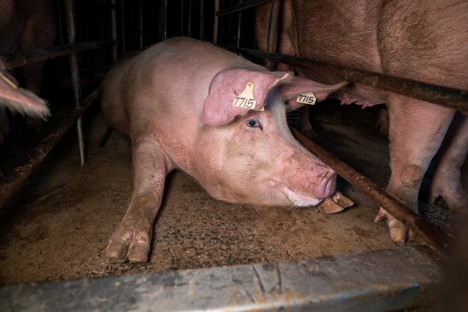 Trapped in a sow stall