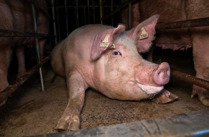 Trapped in a sow stall