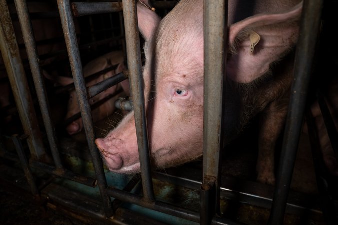 Trapped in a sow stall