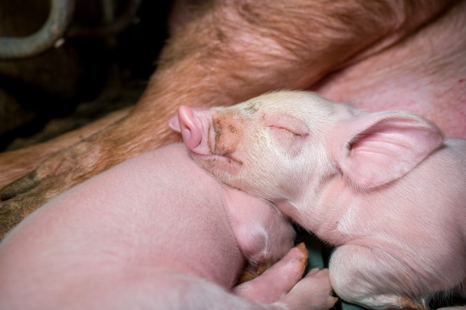 Sleeping piglet.