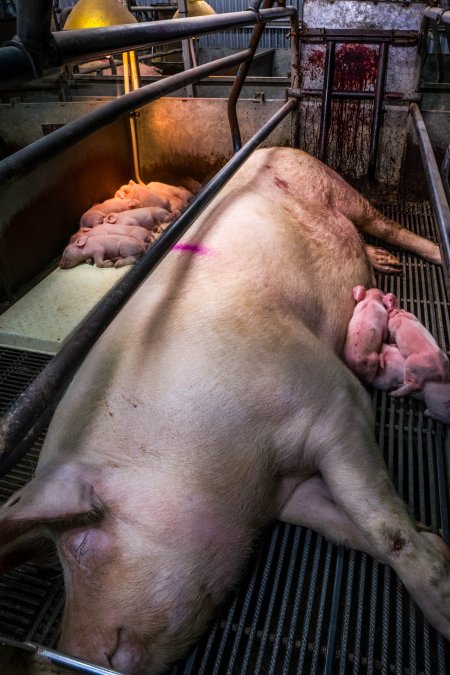 Boen Boe Farrowing Shed