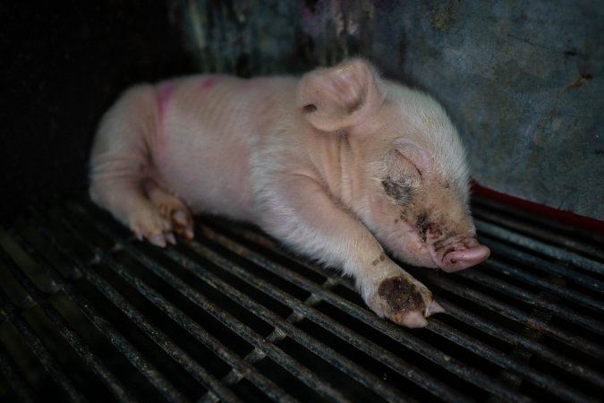 Boen Boe Farrowing Shed