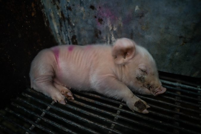 Boen Boe Farrowing Shed