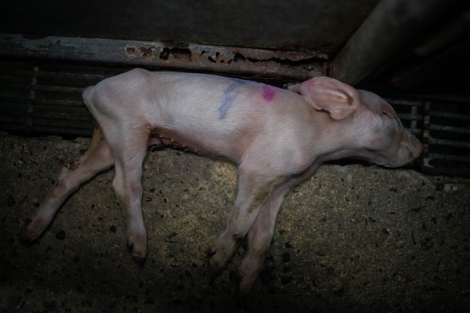 Boen Boe Farrowing Shed