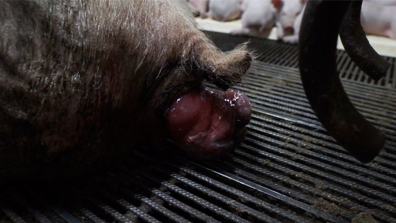 Boen Boe Farrowing Shed