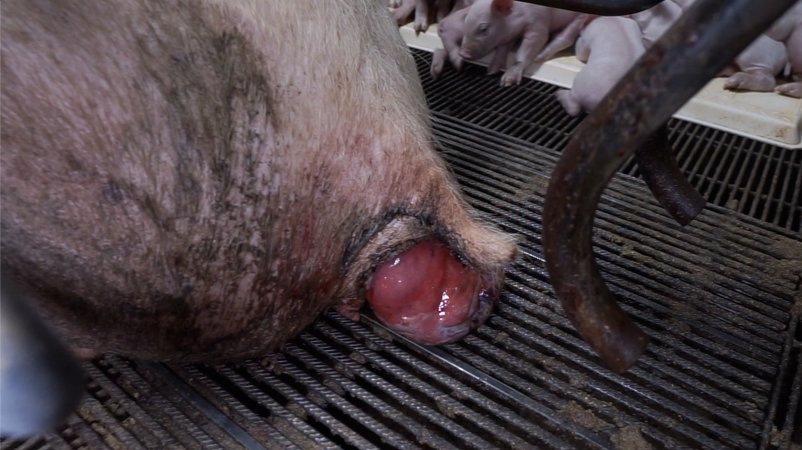 Boen Boe Farrowing Shed