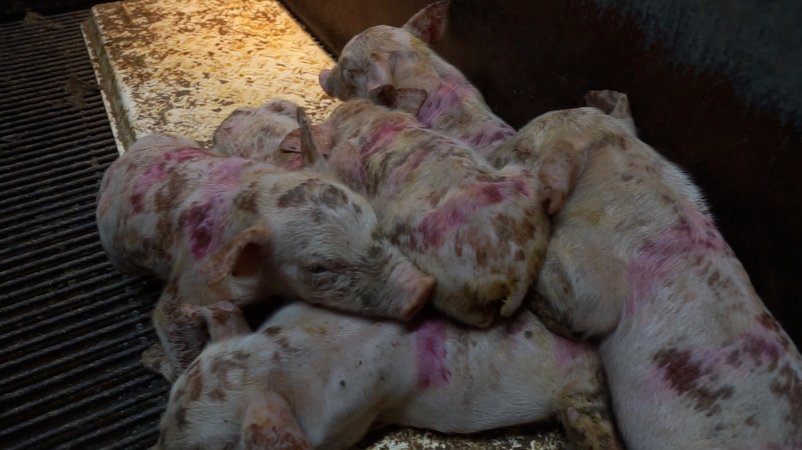 Boen Boe Farrowing Shed