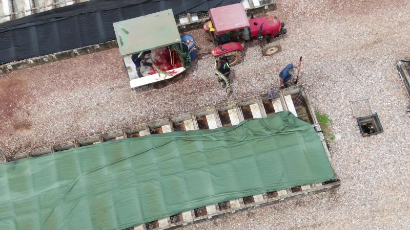 Slaughter of crocodiles for fashion accessories