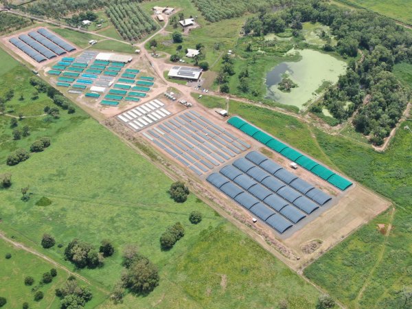 Crocodile farm - wide view