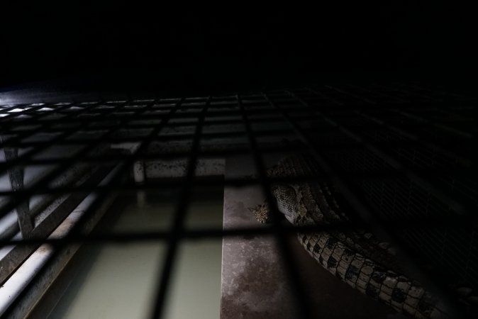 Crocodile in cage