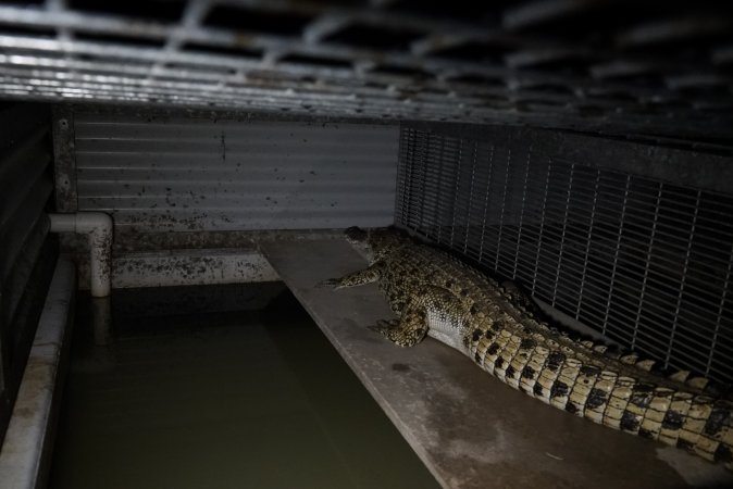 Crocodile in cage