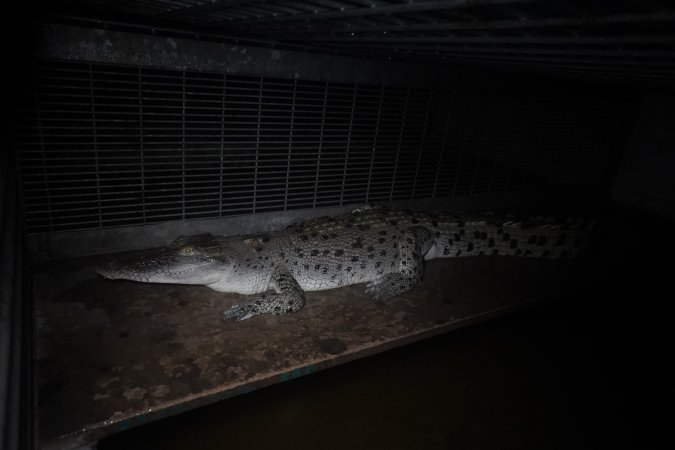 Crocodile in cage