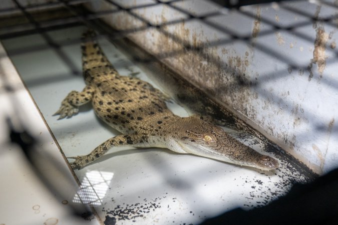 Crocodile in cage