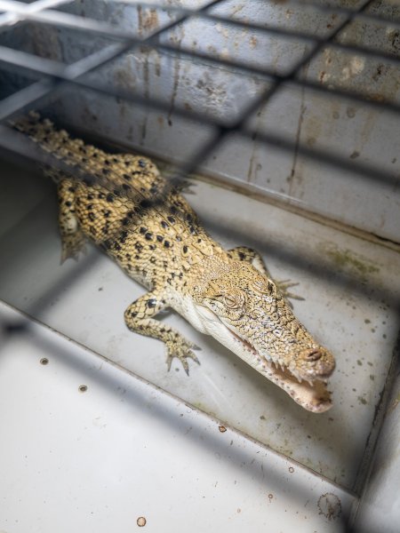 Crocodile in cage