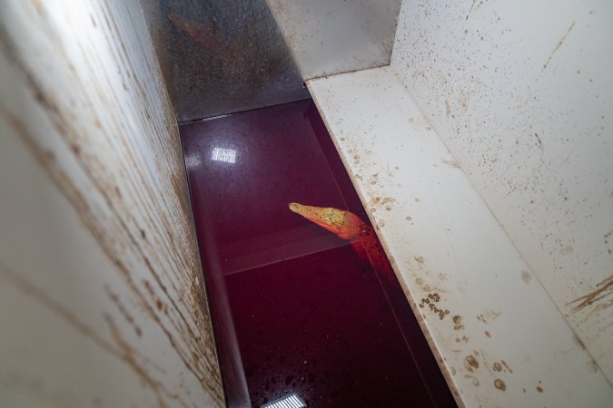 Crocodile in solitary stall