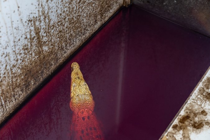 Crocodile in solitary stall