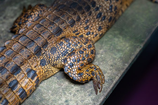 Crocodile in cage