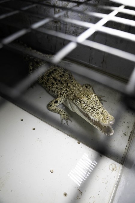 Crocodile in cage