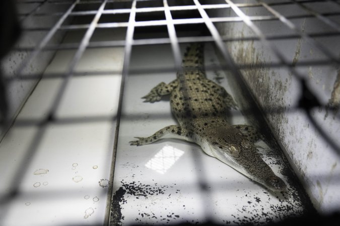 Crocodile in cage