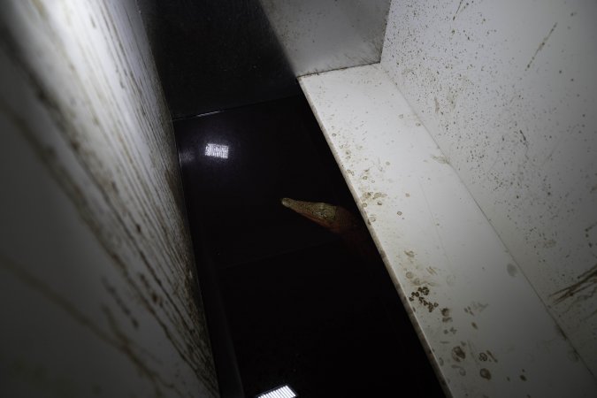 Crocodile in solitary stall