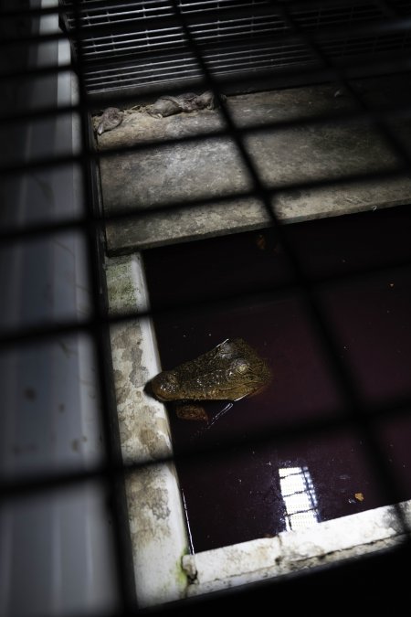 Crocodile in cage