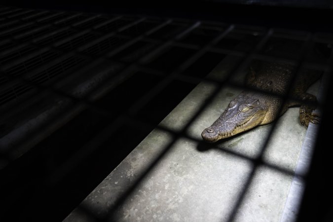 Crocodile in cage