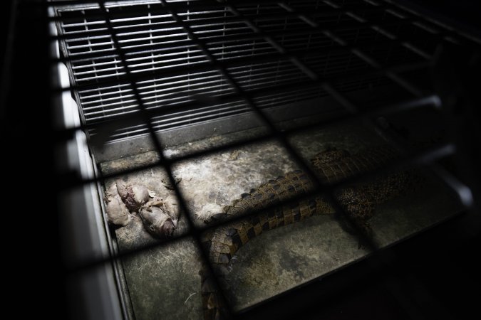 Crocodile in cage