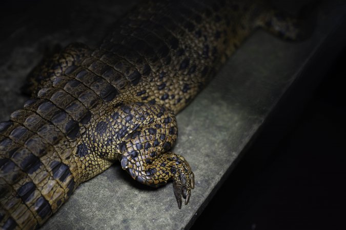 Crocodile in cage