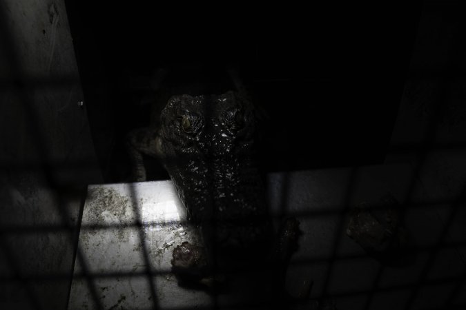 Crocodile in cage