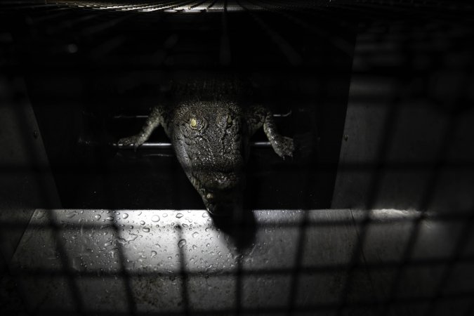 Crocodile in cage