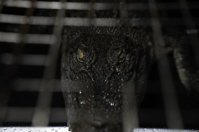 Crocodile in cage