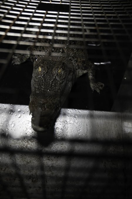 Crocodile in cage