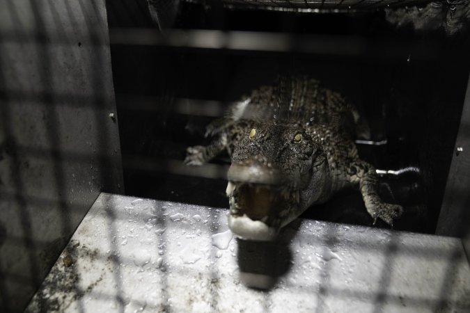 Crocodile in cage