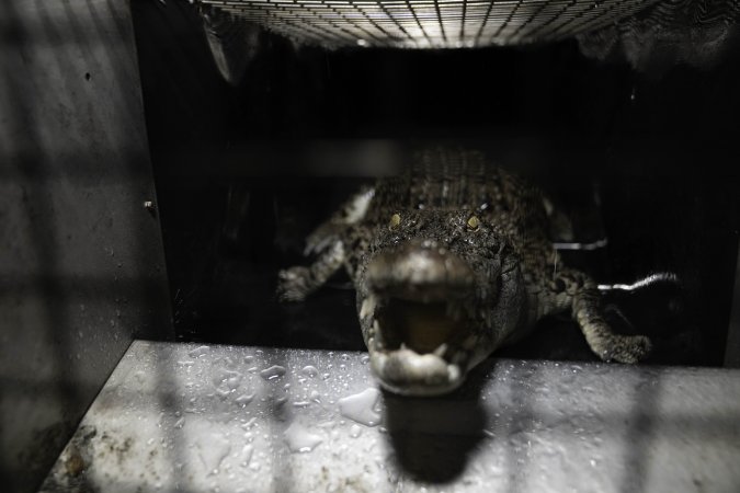 Crocodile in cage