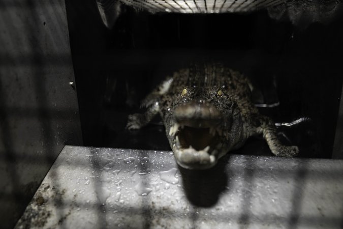 Crocodile in cage