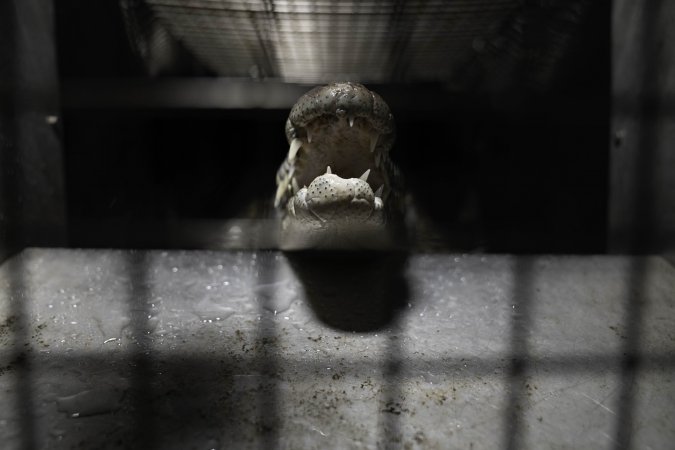 Crocodile in cage