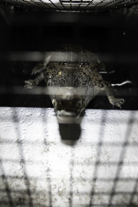 Crocodile in cage