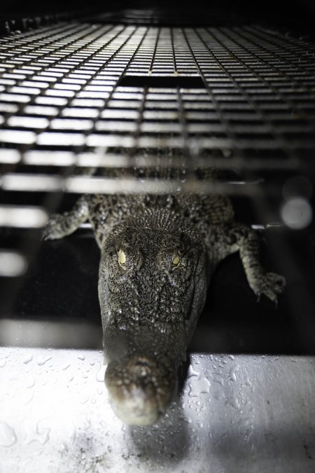 Crocodile in cage