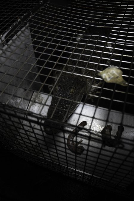 Crocodile in cage