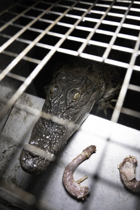 Crocodile in cage