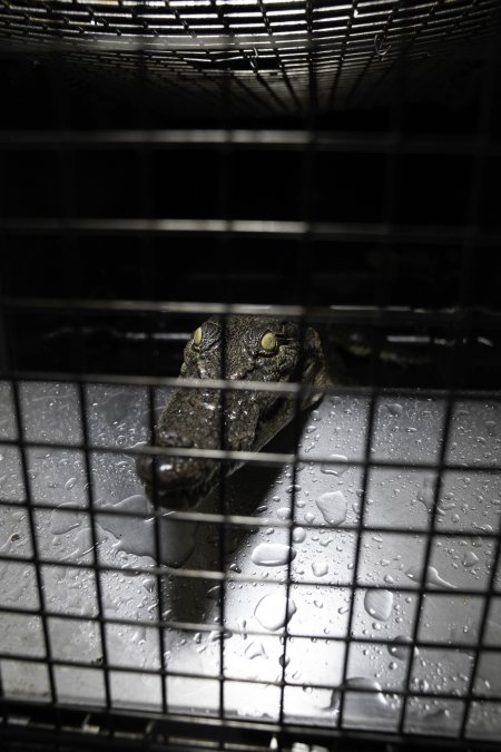 Crocodile in cage